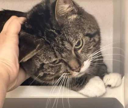 An adult medium-sized male Tabby (Brown / Chocolate) Domestic Short Hair cat named Logan for adoption in Salem, NH