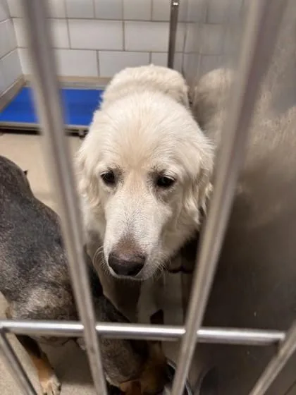 An adult large-sized female Great Pyrenees dog named Paloma for adoption in North Richland Hills, TX
