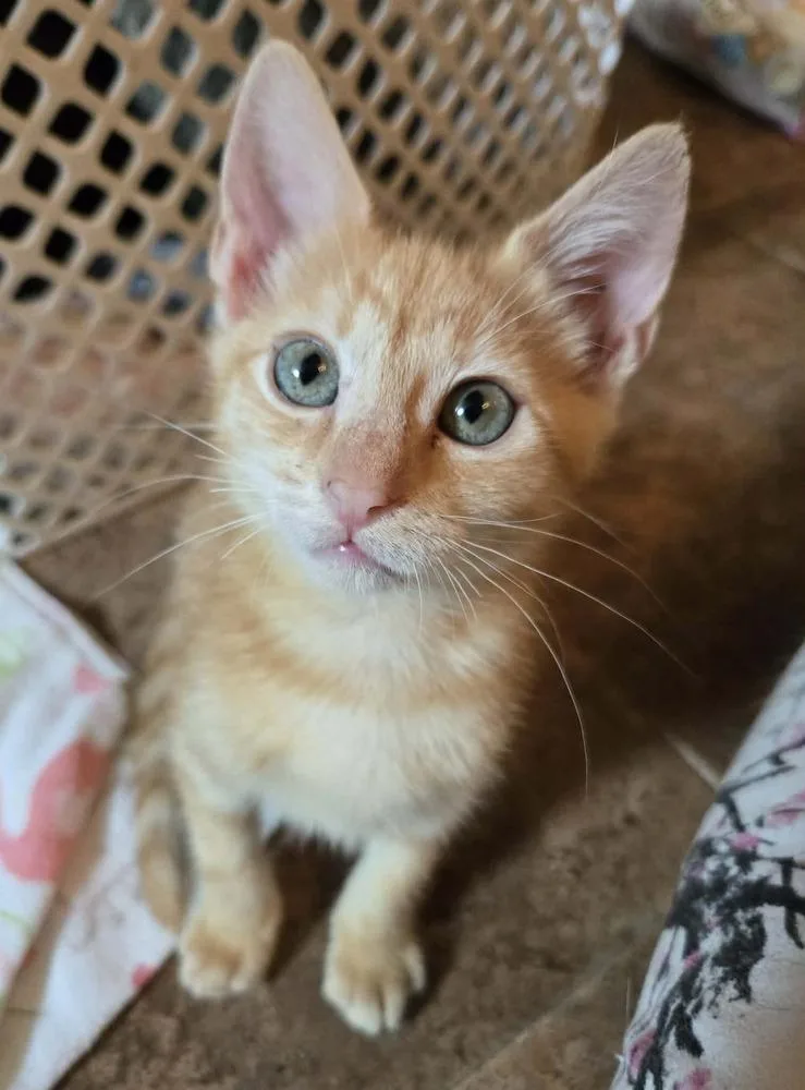 A baby medium-sized female Black Domestic Short Hair cat named Zayla for adoption in Salinas, CA