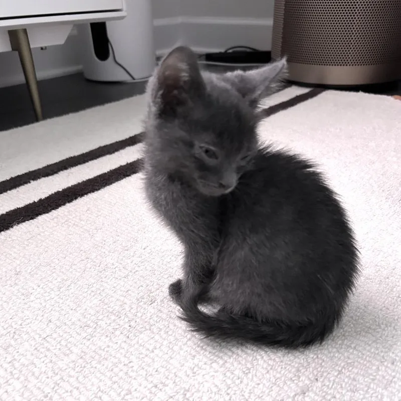 A baby small-sized male Gray / Blue / Silver Domestic Short Hair cat named Tom for adoption in Oakton, VA