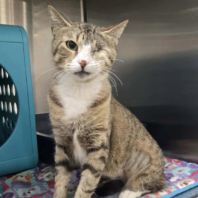 An adult medium-sized female Brown / Chocolate Domestic Short Hair cat named Olive for adoption in Williston, FL