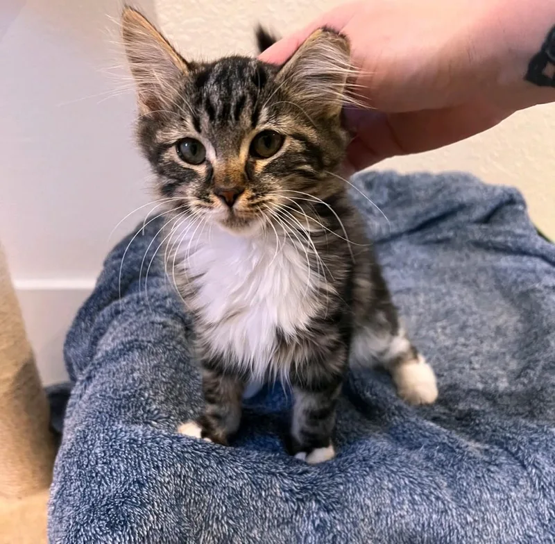 A baby medium-sized female Domestic Medium Hair cat named Ash for adoption in Reno, NV