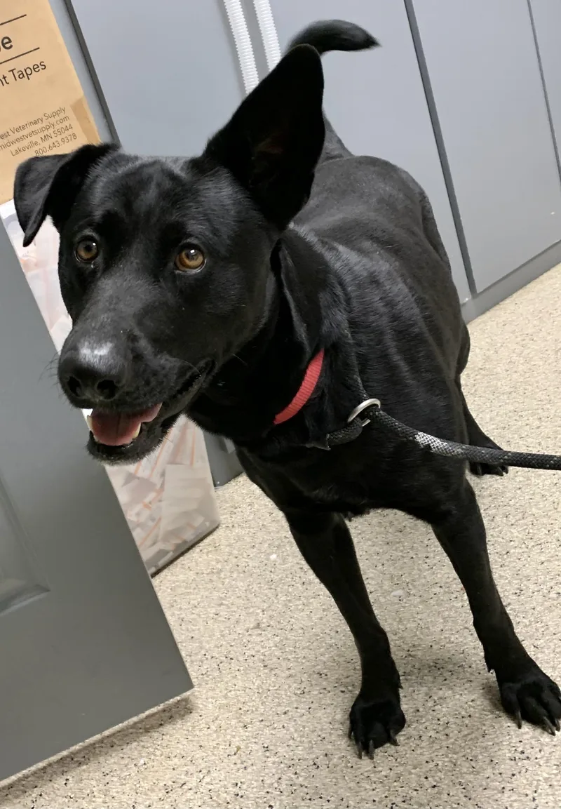 Laika