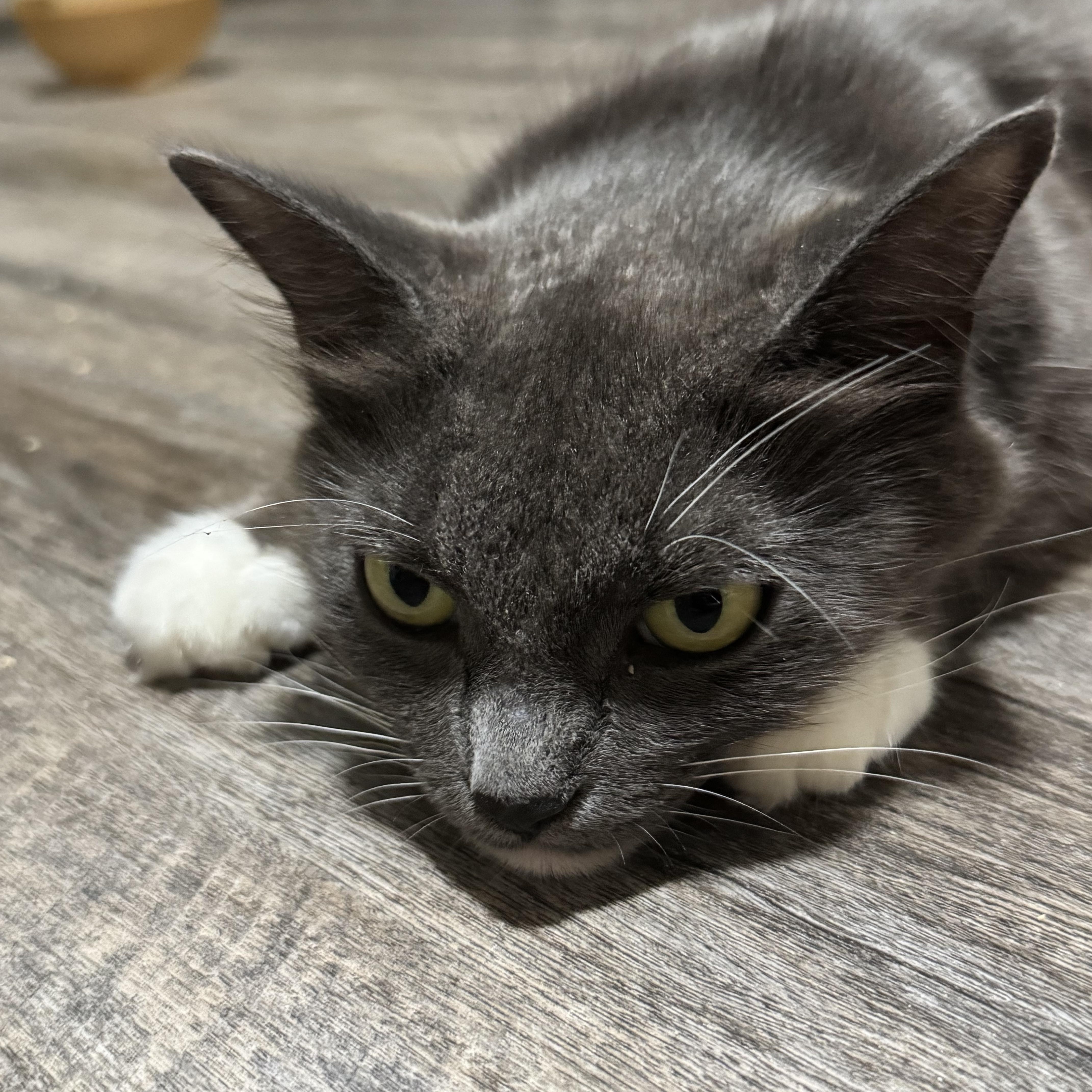 A young medium-sized female Gray & White Domestic Medium Hair cat named Moonstruck for adoption in Richmond, VA