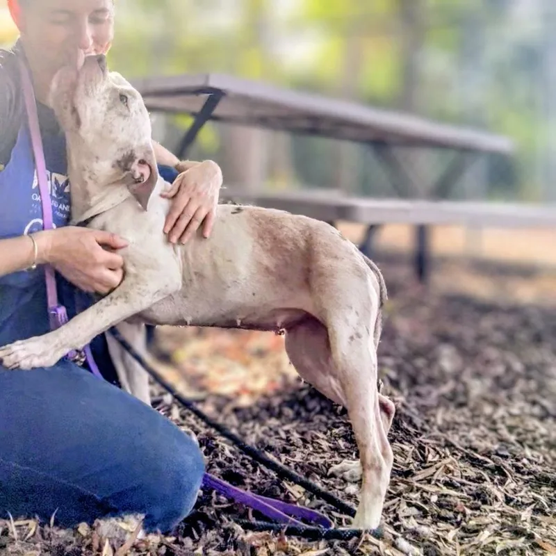 A young medium-sized female Pit Bull Terrier dog named Daffodil for adoption in Oakland, CA
