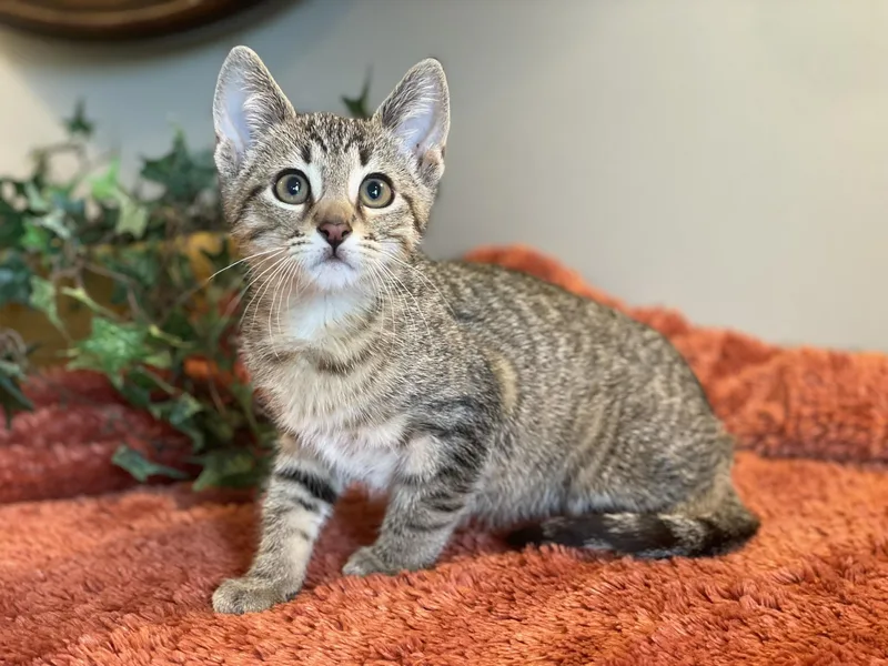 A baby medium-sized male Tabby (Brown / Chocolate) Tabby cat named Ollie for adoption in Taylor, MI