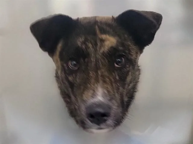 A young medium-sized female Australian Cattle Dog / Blue Heeler dog named Chickeletta for adoption in Colorado Springs, CO