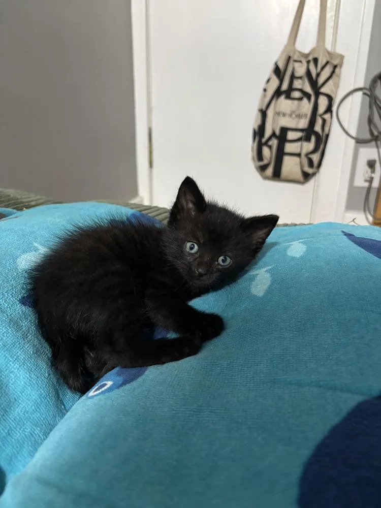A baby small-sized male Domestic Short Hair cat named Sprout for adoption in Oak Park, MI