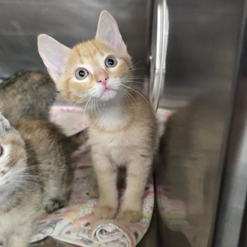 A baby small-sized male Orange / Red Domestic Short Hair cat named Jerry for adoption in Spokane, WA