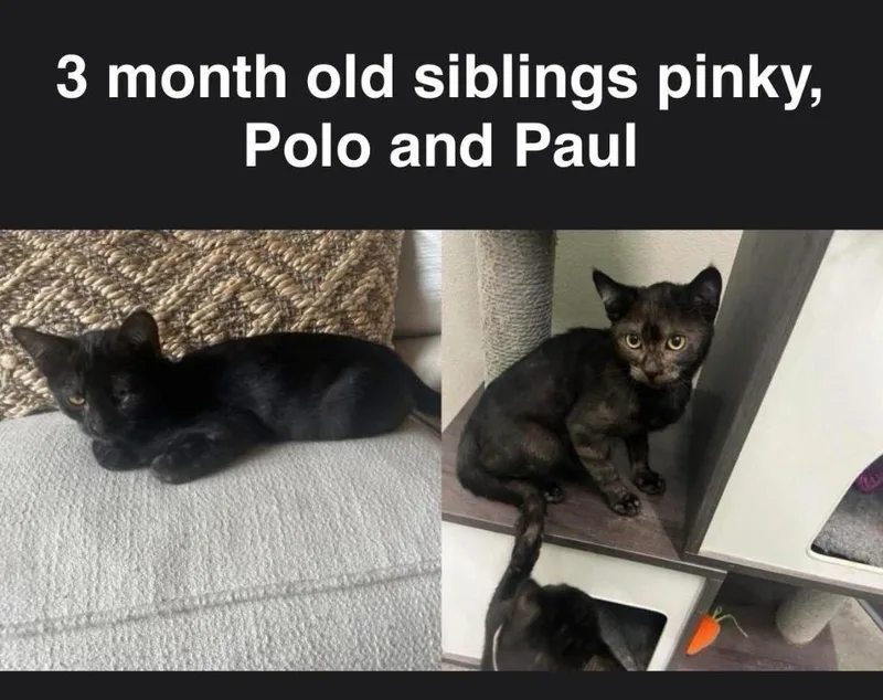 Paul