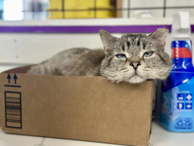 An adult large-sized male Blue Point Domestic Short Hair cat named Stewart for adoption in Faribault, MN