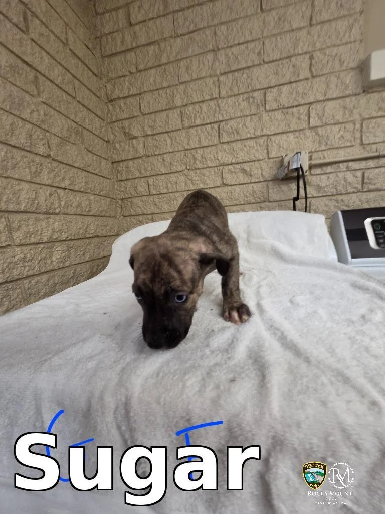 A baby small-sized female Cane Corso dog named Sugar for adoption in Rocky Mount, NC