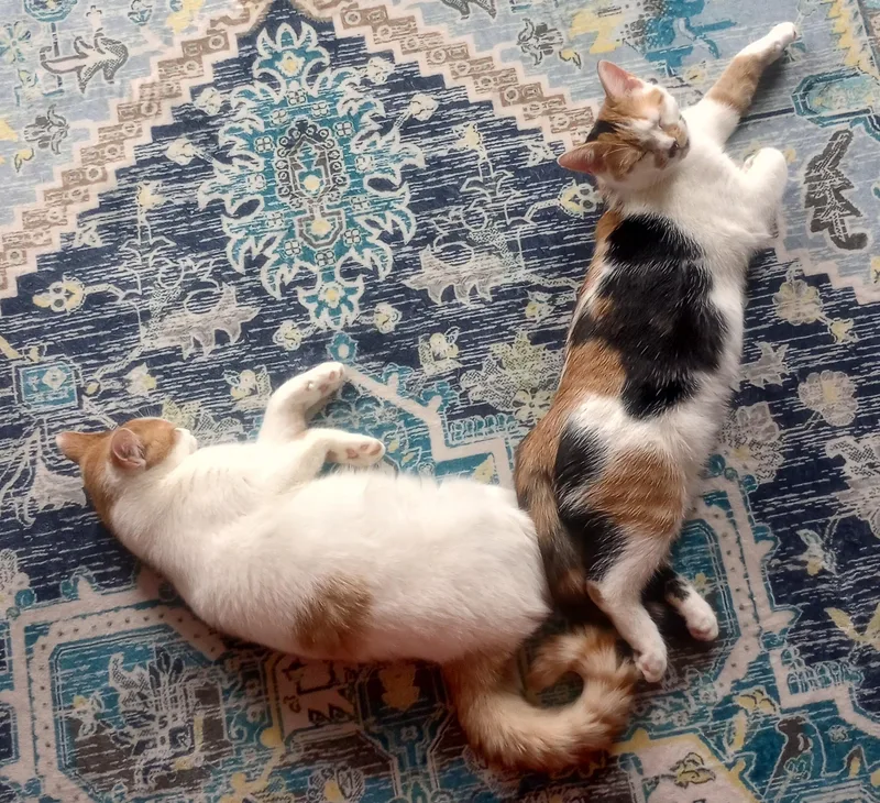 A baby medium-sized female Calico cat named Tressie for adoption in Beckley, WV