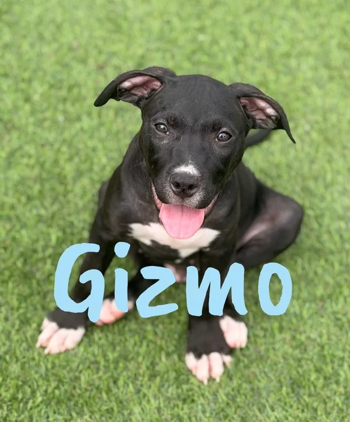 A baby medium-sized male Black Pit Bull Terrier dog named Gizmo for adoption in Wilmington, IL