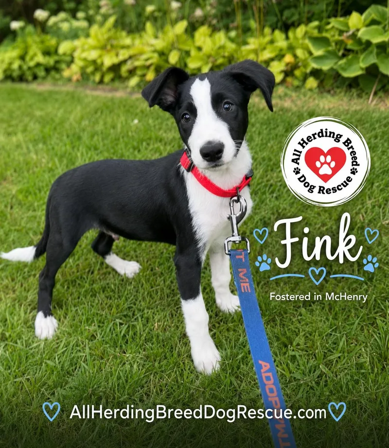 A baby medium-sized male Black Border Collie dog named Fink for adoption in Joliet, IL