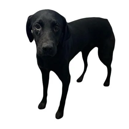 A young large-sized male Labrador Retriever dog named Hades for adoption in Red Bluff, CA