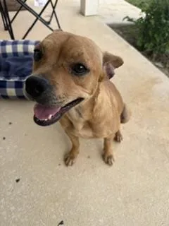 An adult medium-sized female Terrier dog named Lala for adoption in San Antonio, TX