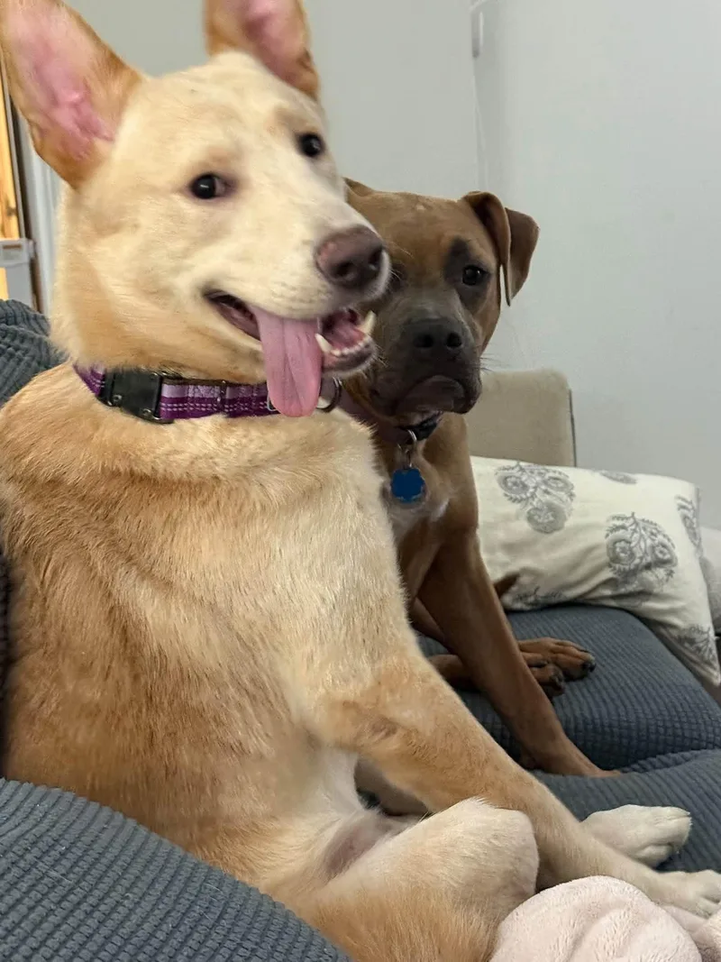 An adult medium-sized male Shepherd dog named Cairo for adoption in Germantown, OH