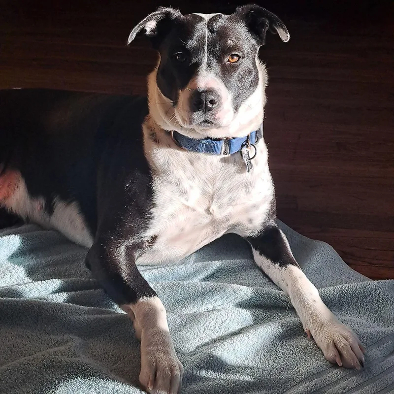 An adult medium-sized female Mixed Breed dog named Mama Bluey for adoption in Racine, WI