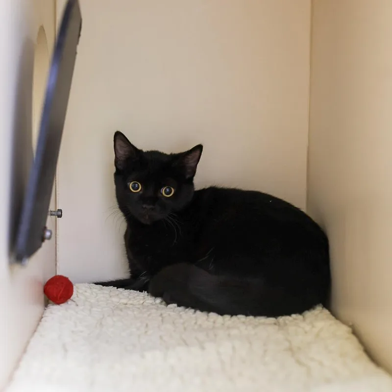 A young small-sized female Black Domestic Short Hair cat named Elizabeth for adoption in Los Angeles, CA