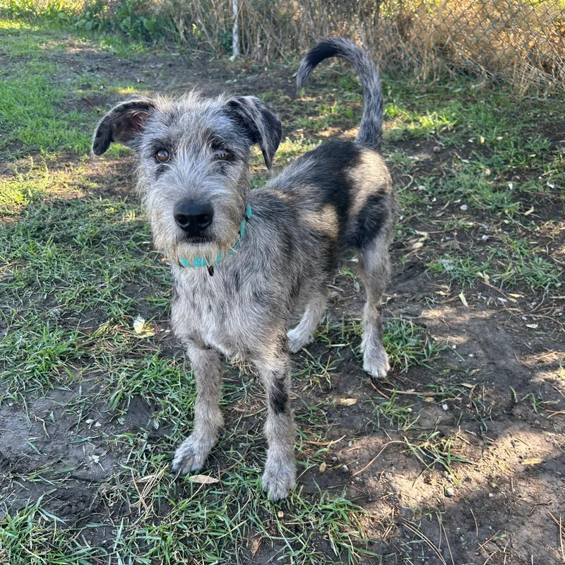 A baby medium-sized male Catahoula Leopard Dog dog named Vesta for adoption in Lindon, UT