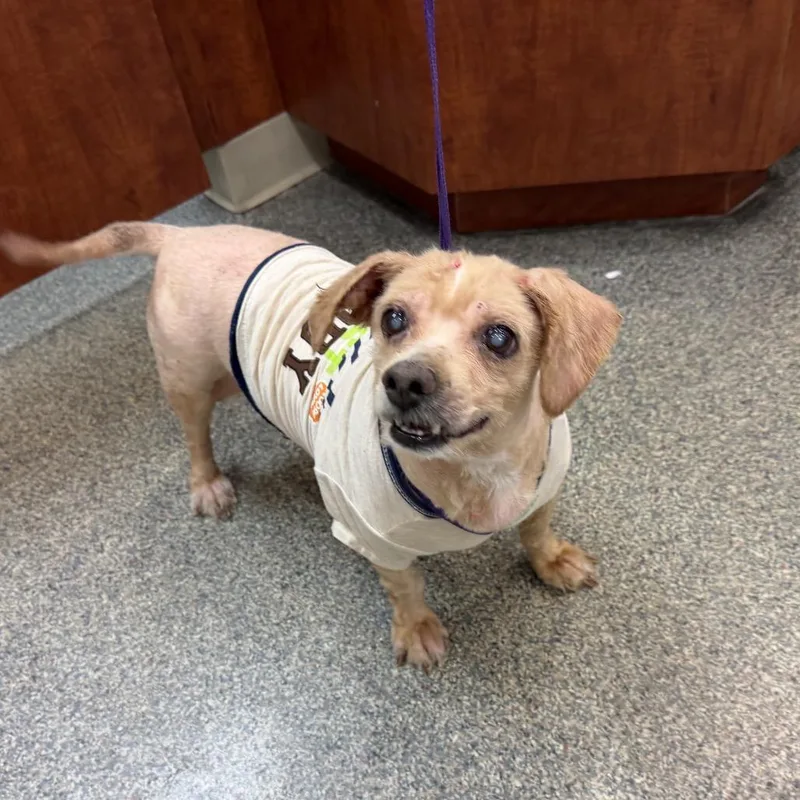 A senior small-sized female Shih Tzu dog named Polly for adoption in Farmersville, OH