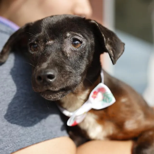 A young small-sized female Chihuahua dog named Petunia for adoption in San Antonio, TX
