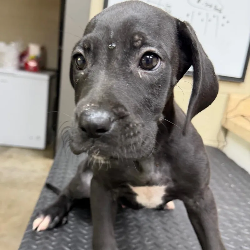 A baby small-sized female Black Labrador Retriever dog named Blitz for adoption in Madisonville, KY