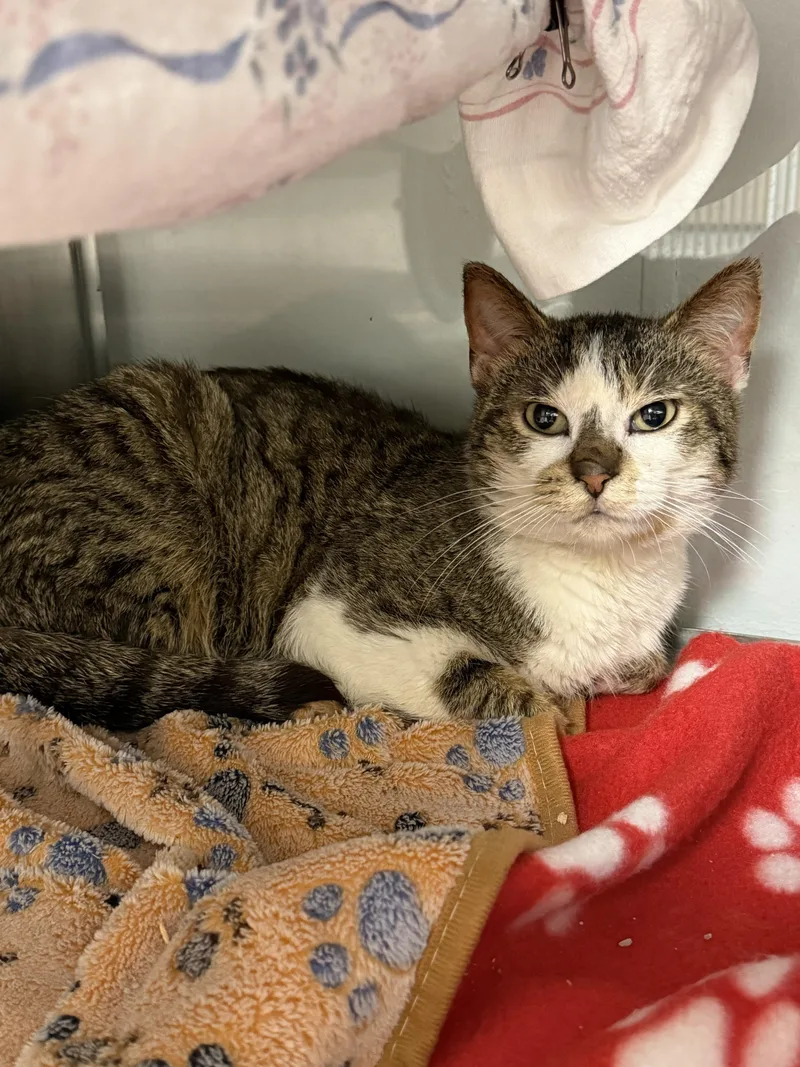 A young medium-sized male Tabby (Brown / Chocolate) Domestic Short Hair cat named Catillac for adoption in Midland, MI