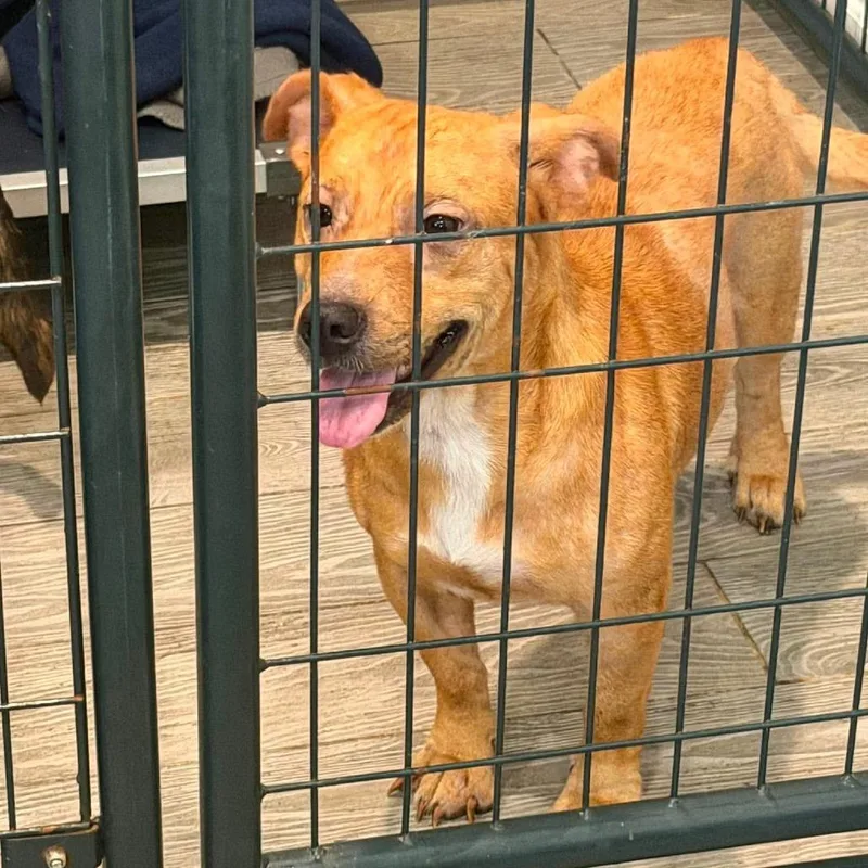 A young medium-sized female Black Mixed Breed dog named Cassatt for adoption in Jackson, MO