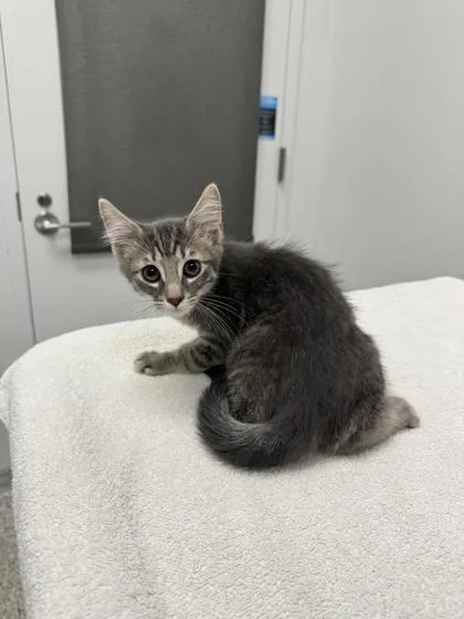 A baby small-sized male Gray / Blue / Silver Domestic Short Hair cat named Ugh  As If for adoption in Kansas City, MO
