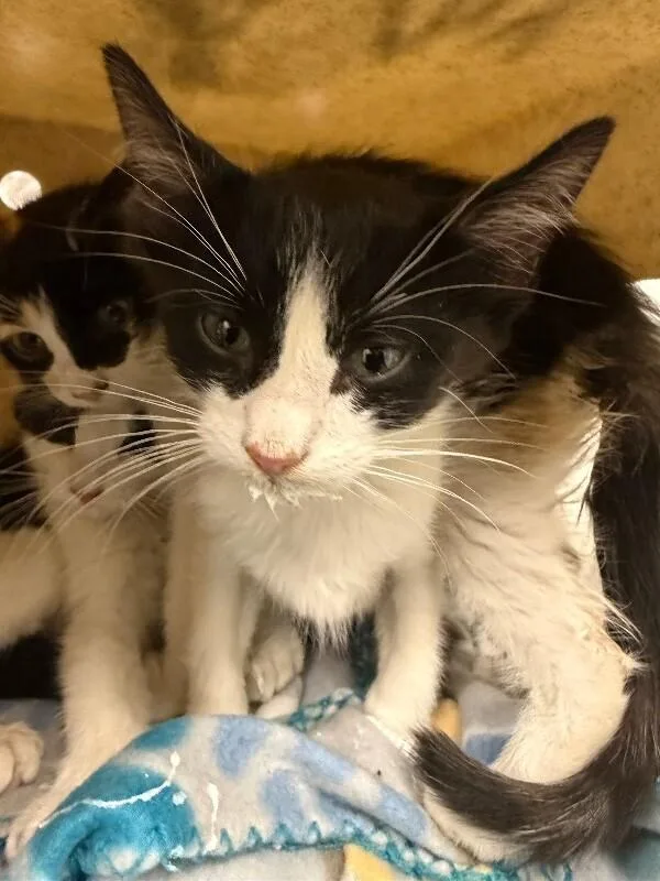 A baby small-sized male White Domestic Short Hair cat named Thank You for adoption in Fruit Heights, UT