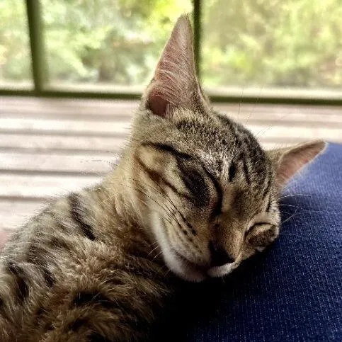 A baby small-sized male Brown / Chocolate Domestic Short Hair cat named Luke for adoption in Tallahassee, FL
