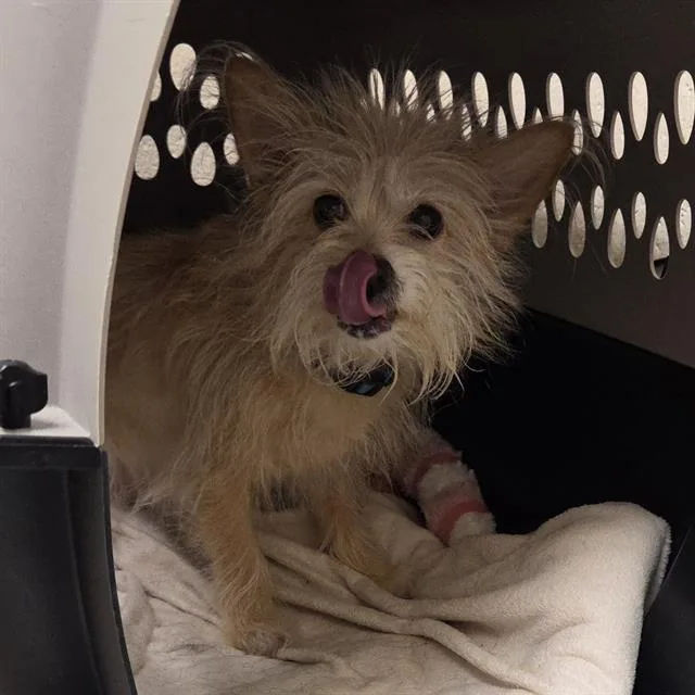 An adult small-sized female Yorkshire Terrier dog named Wednesday for adoption in Centerville, MA