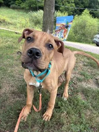 A baby large-sized male Mixed Breed dog named Yankee Doodle for adoption in Bloomsburg, PA