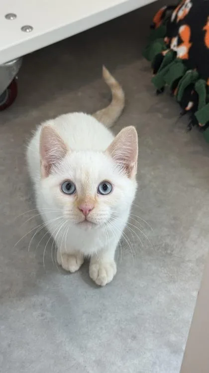 A baby small-sized male Domestic Short Hair cat named Kermit for adoption in Sultan, WA