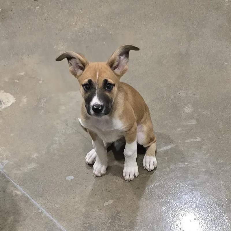 A baby small-sized female Red / Chestnut / Orange Mixed Breed dog named Lyla for adoption in Washburn, MO