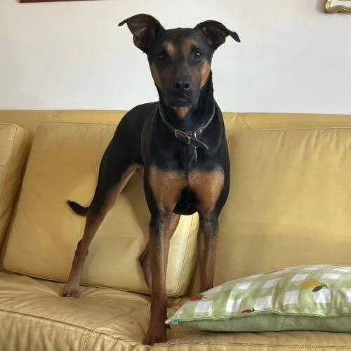 An adult large-sized female Black Doberman Pinscher dog named Atina for adoption in San Juan Capistrano, CA