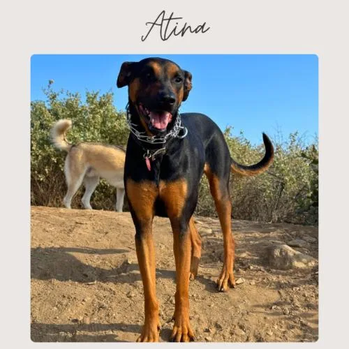 Atina thumbnail 4