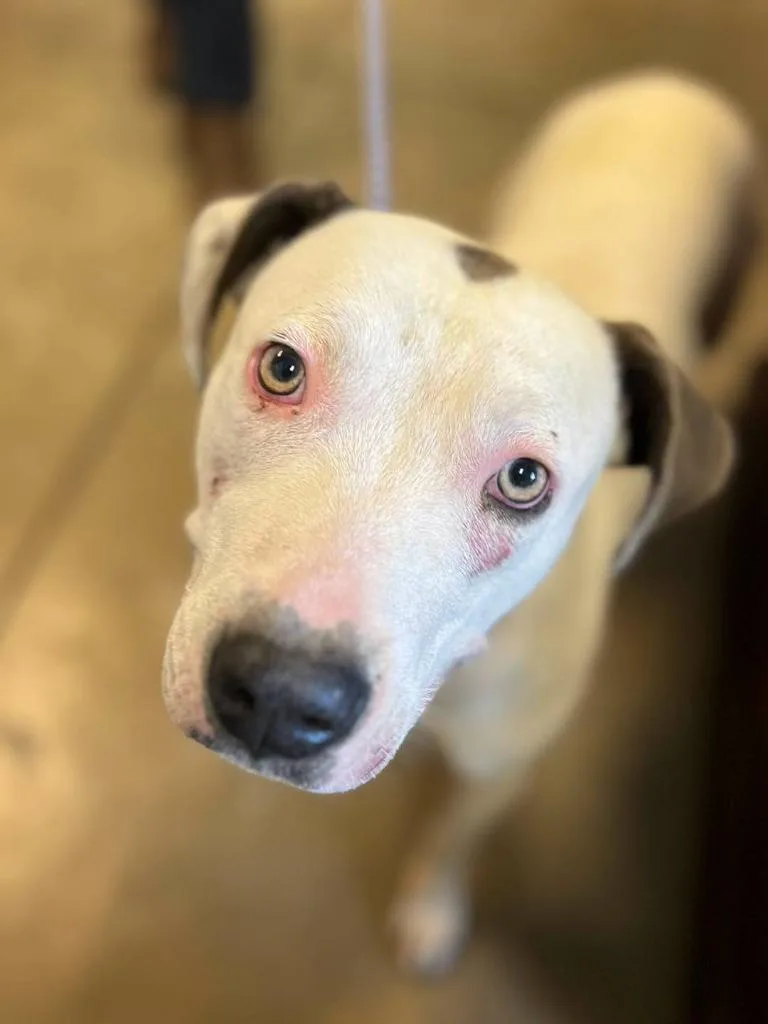 An adult medium-sized female White / Cream Pit Bull Terrier dog named Nessie for adoption in Calhoun, KY