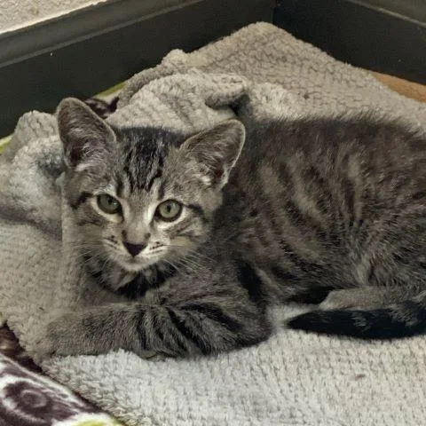 A baby medium-sized male Tabby (Gray / Blue / Silver) Domestic Short Hair cat named Bear for adoption in Fernley, NV