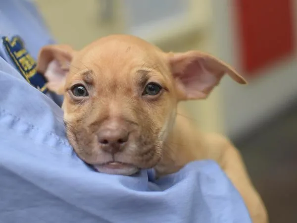 A baby small-sized female Pit Bull Terrier dog named Festival for adoption in Portland, OR
