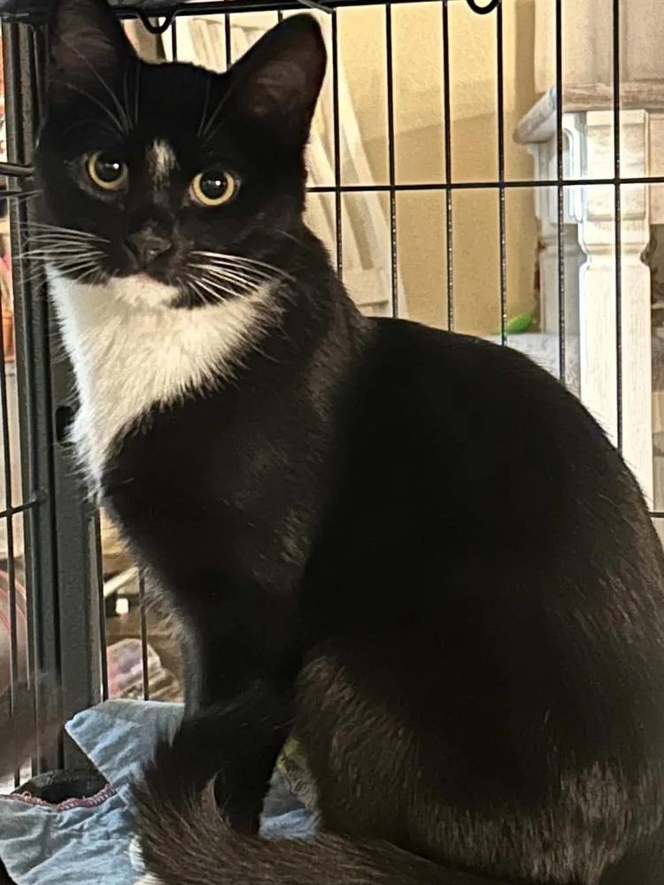 A baby medium-sized male Domestic Short Hair cat named Blackbird for adoption in tucson, AZ