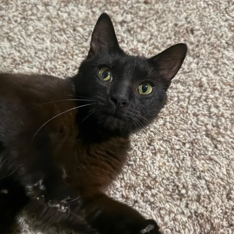 A young small-sized female Black Domestic Short Hair cat named Pancake for adoption in Frederick, MD