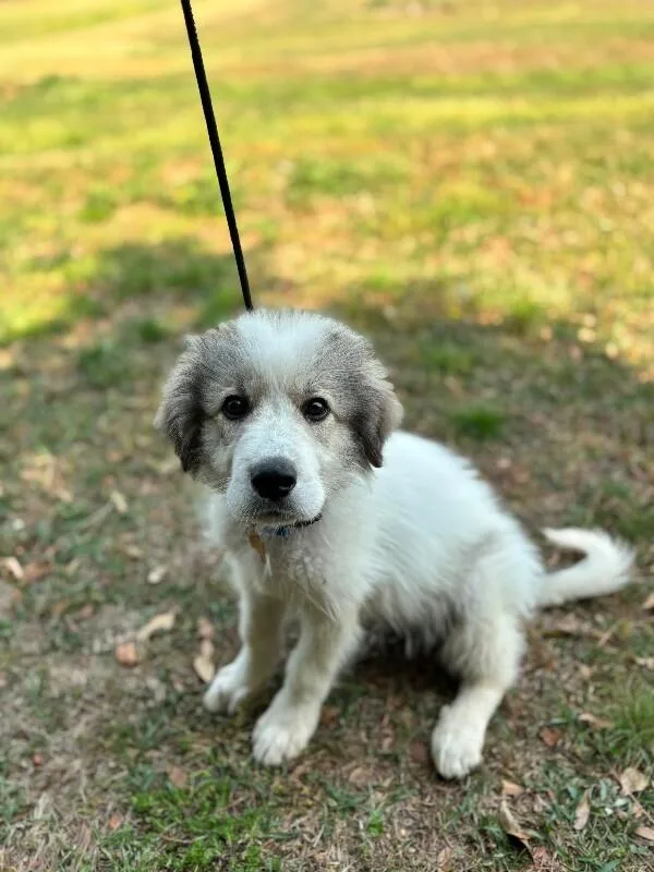 A baby medium-sized male White / Cream Great Pyrenees dog named Murray for adoption in Aiken, SC