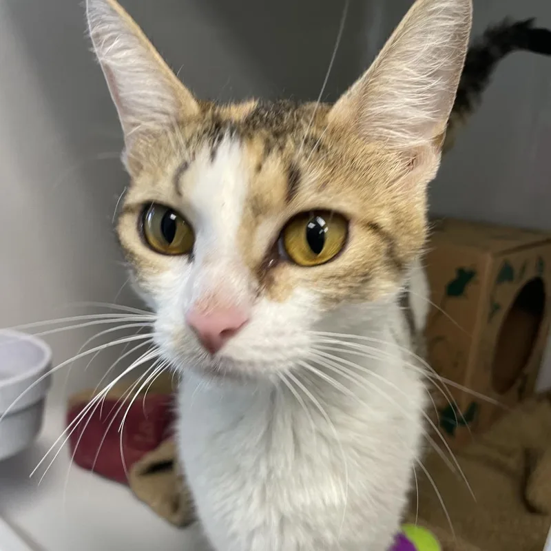An adult medium-sized female Calico Domestic Short Hair cat named Lavish for adoption in Saint Charles, MO