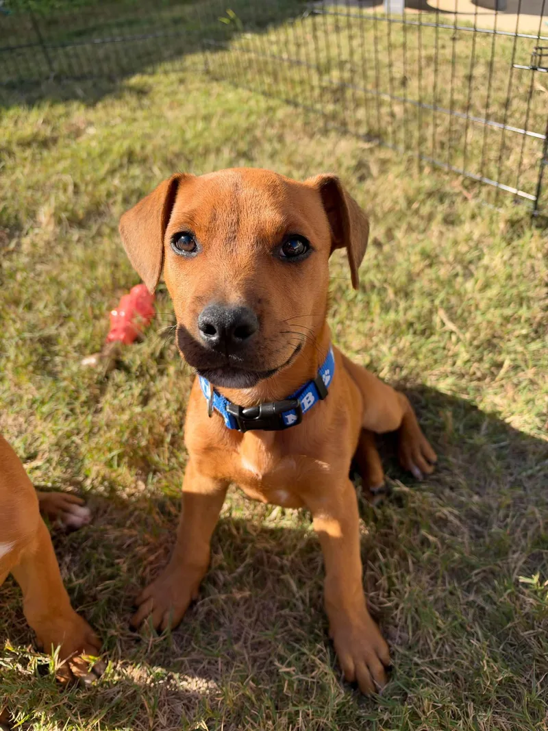 A young medium-sized male Hound dog named Bumper for adoption in Greenville, SC