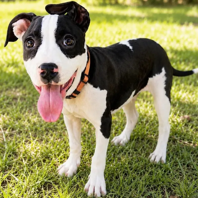 A baby medium-sized male Labrador Retriever dog named Nickel for adoption in San Diego, CA