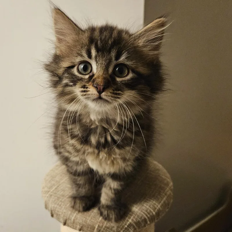 Winnie The Pooh Family: