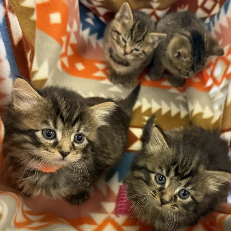 Winnie The Pooh Family: thumbnail 2